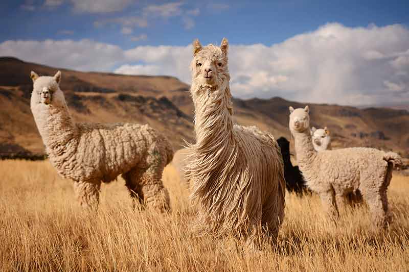 Alpaca garn
